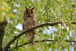 Ransuil (Asio otus) RL KW, Ermelo